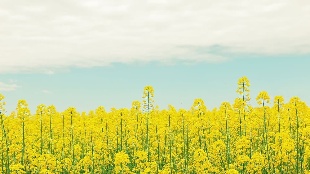 石川県金沢市鳴和町ヌ 4DK|大黒建設｜いつまでも安心して暮らせる住まいを